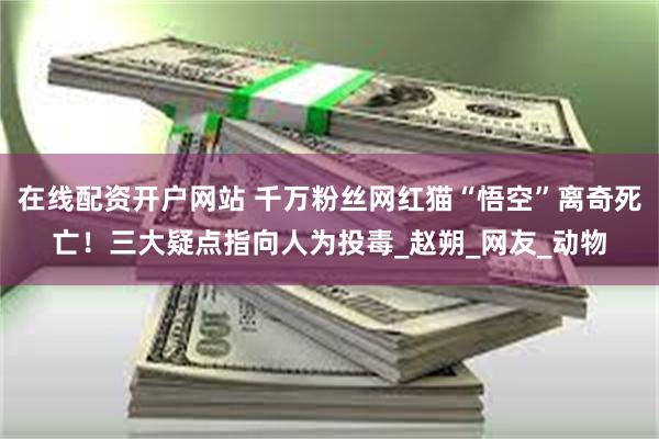 在线配资开户网站 千万粉丝网红猫“悟空”离奇死亡！三大疑点指向人为投毒_赵朔_网友_动物
